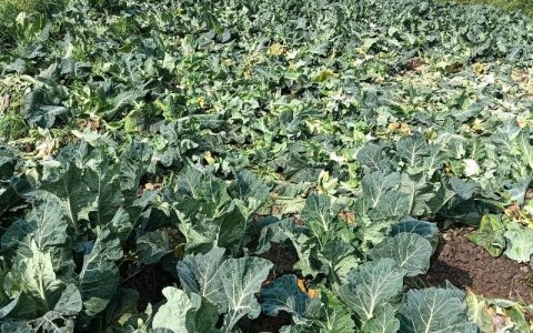 花菜什么时候种最好？春季秋季种植时间与田间管理全攻略