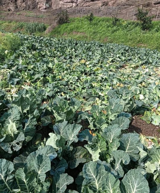 花菜什么时候种最好？春季秋季种植时间与田间管理全攻略