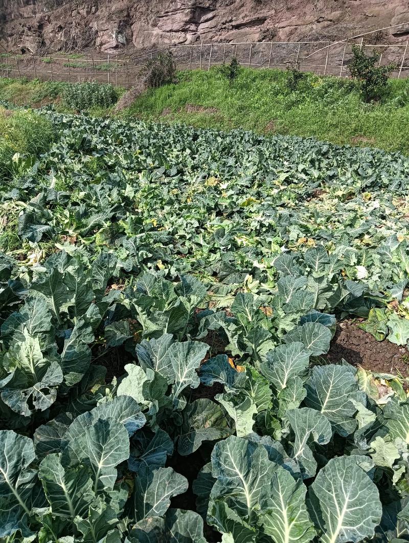 花菜什么时候种最好?春季秋季种植时间与田间管理全攻略 花菜什么时候种最好?春季秋季种植时间与田间管理全攻略