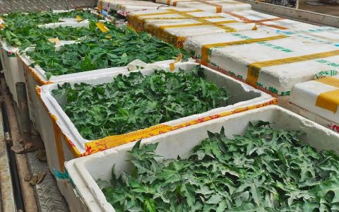 木瓜种植时间和方法：从选苗到成活的完整指南