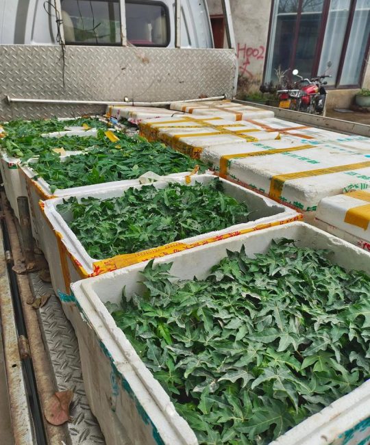 木瓜种植时间和方法：从选苗到成活的完整指南