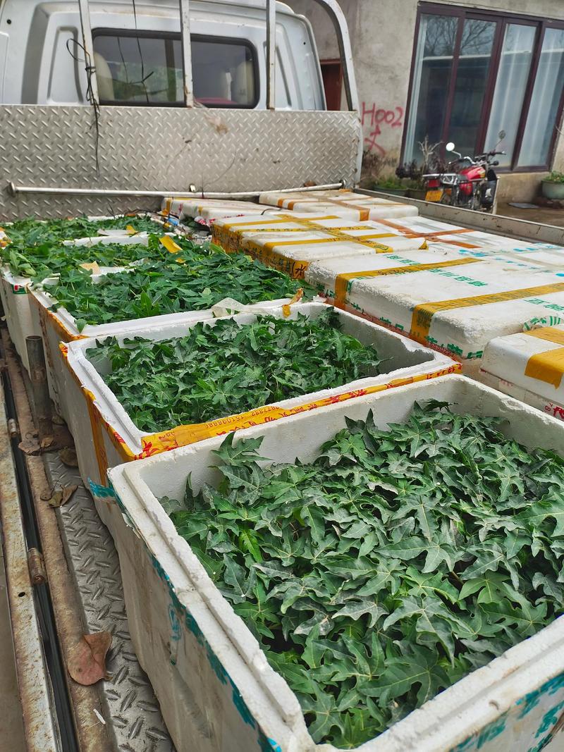 木瓜种植时间和方法:从选苗到成活的完整指南 木瓜种植时间和方法:从选苗到成活的完整指南