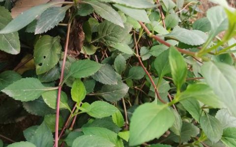 苦草什么样子？沉水植物形态与栽培全解析