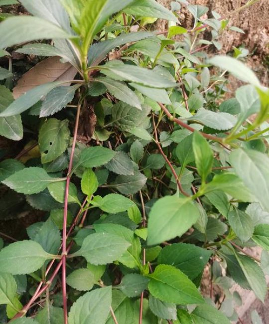 苦草什么样子？沉水植物形态与栽培全解析