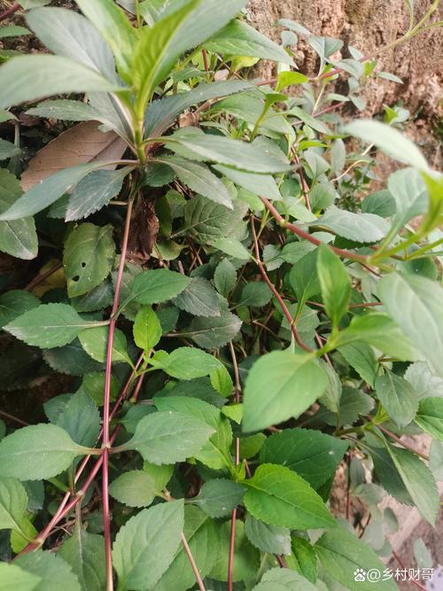苦草什么样子？沉水植物形态与栽培全解析