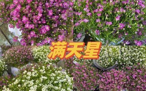 满天星养殖方法：从播种到开花的全流程养护指南