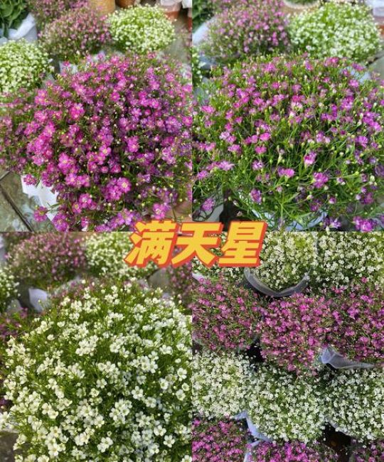 满天星养殖方法：从播种到开花的全流程养护指南