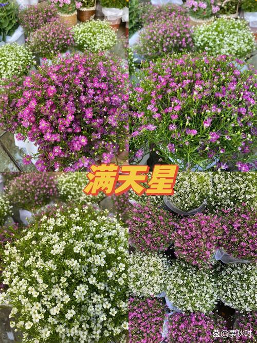 满天星养殖方法:从播种到开花的全流程养护指南 满天星养殖方法:从播种到开花的全流程养护指南
