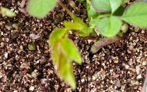 哪里的月季苗最靠谱？从源头到到家，手把手教你选对苗