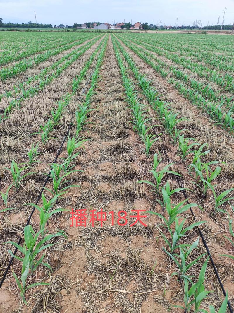 玉米苗期喷什么叶面肥?玉米种植技术专家教你科学施肥 3. 栽前处理