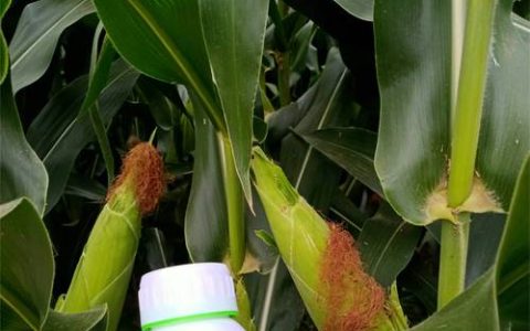玉米苗期喷什么叶面肥？玉米种植技术专家教你科学施肥