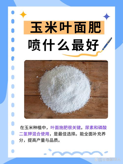玉米苗期喷什么叶面肥?玉米种植技术专家教你科学施肥 7. 成活注意事项