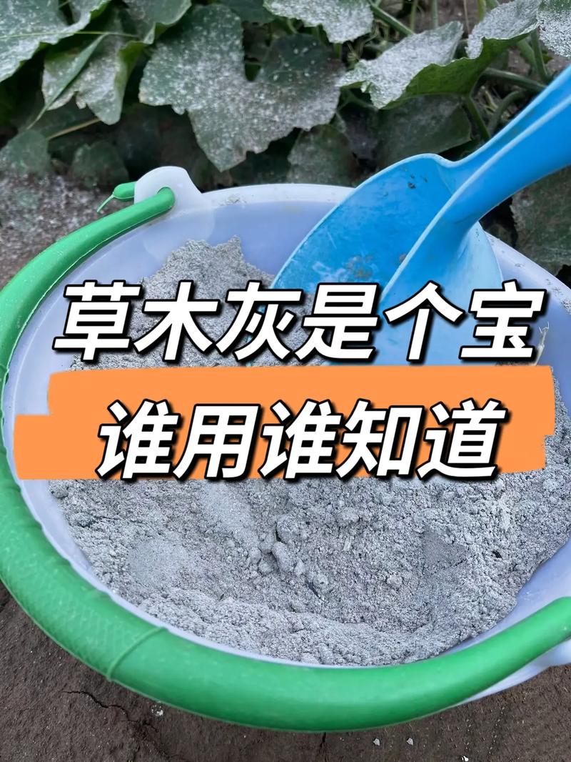 草木灰能给土壤杀菌吗?园艺新手必知的正确用法与误区 重要注意事项