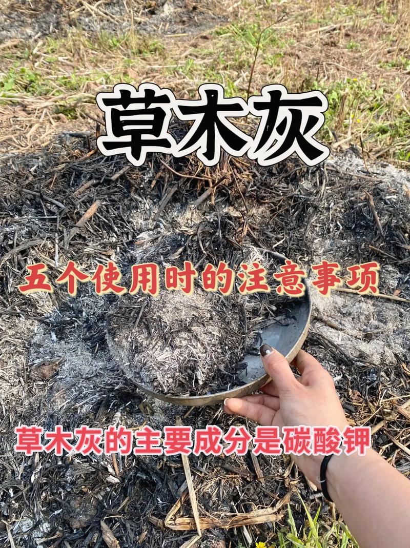 草木灰能给土壤杀菌吗?园艺新手必知的正确用法与误区 总结