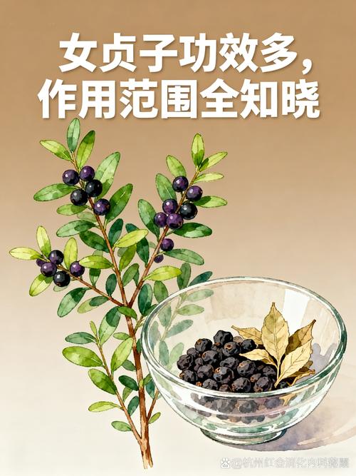 女贞子的功效与作用与主治:补肝肾清虚热的常用药 ⚠️ 注意事项