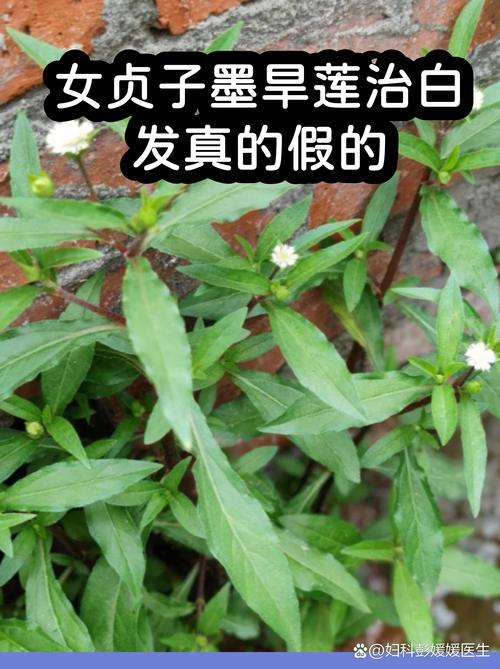 女贞子的功效与作用与主治:补肝肾清虚热的常用药 🚫 常见误区