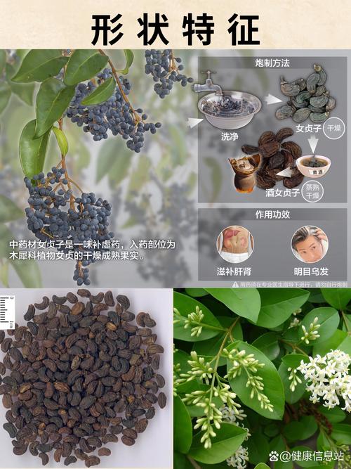 女贞子的功效与作用与主治:补肝肾清虚热的常用药 📚 参考资料