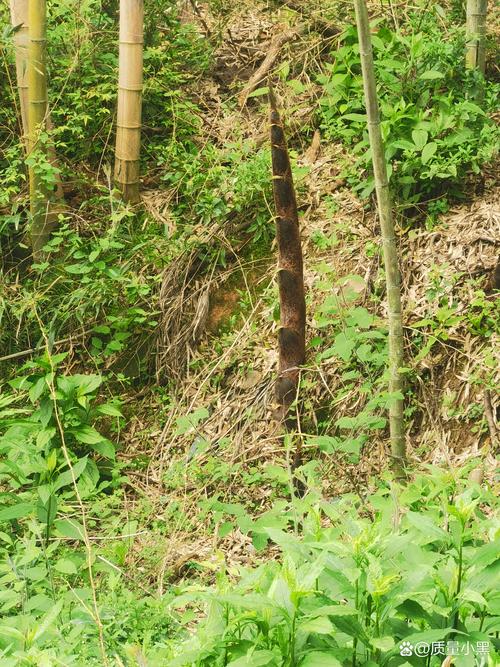 竹笋是竹子的幼苗吗?揭秘竹子生长的奇妙历程 一、 竹子并非“一岁一枯荣”的草本植物