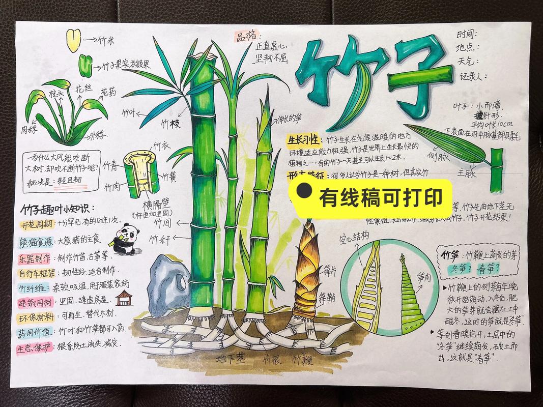 竹笋是竹子的幼苗吗?揭秘竹子生长的奇妙历程 结语