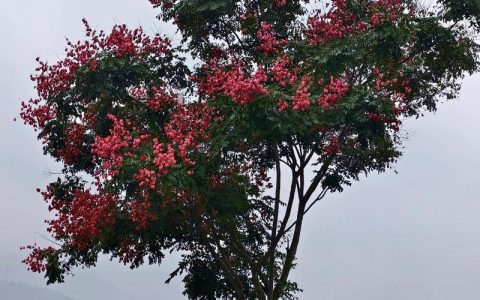 栾树种植禁忌与庭院风水布局全指南：根系、树洞与位置选择
