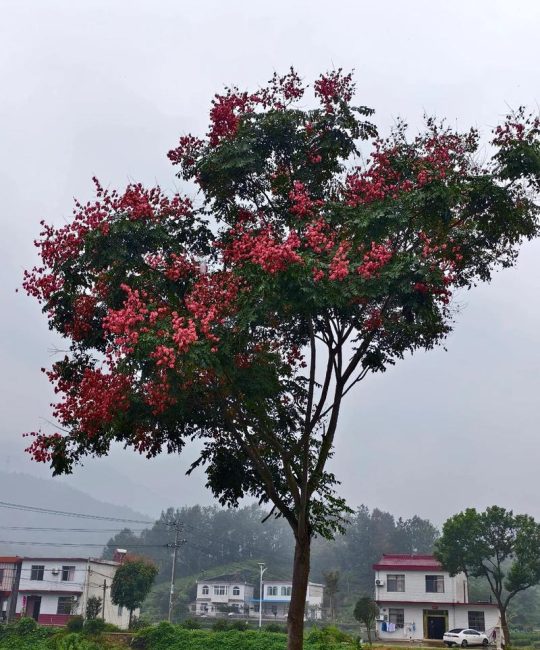栾树种植禁忌与庭院风水布局全指南：根系、树洞与位置选择