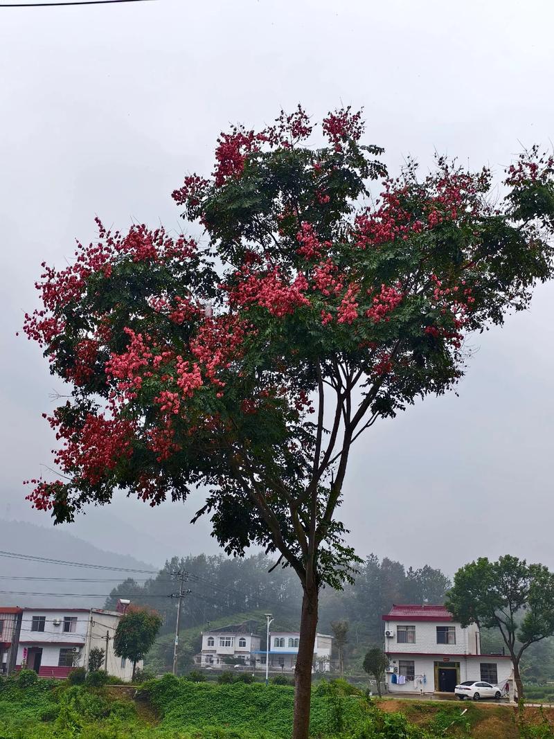 栾树种植禁忌与庭院风水布局全指南:根系、树洞与位置选择 栾树种植禁忌与庭院风水布局全指南:根系、树洞与位置选择