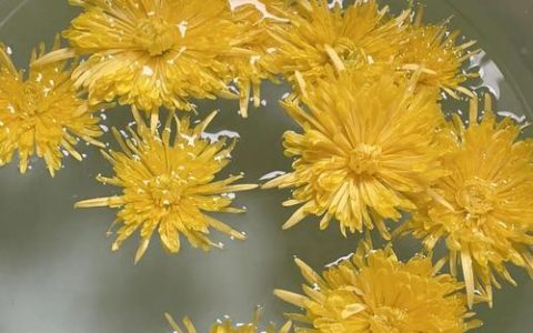 野菊花怎么晾晒？从花期养护到干花制作全攻略