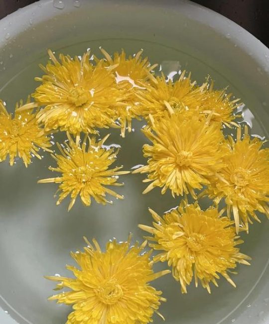 野菊花怎么晾晒？从花期养护到干花制作全攻略