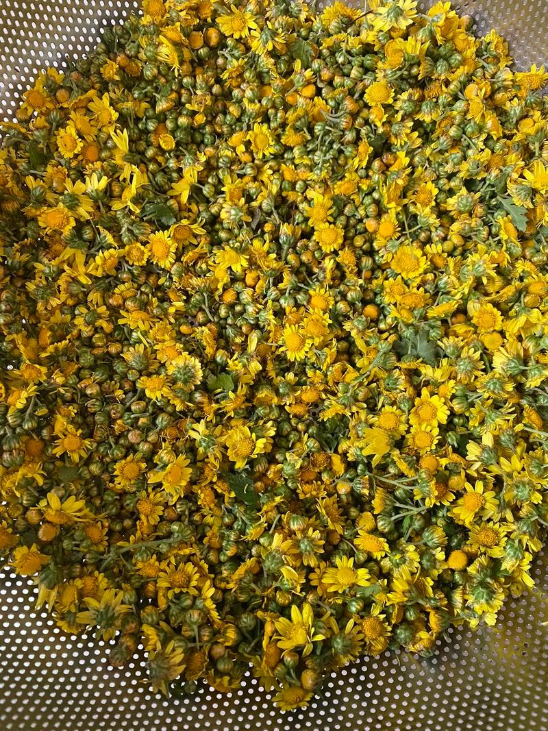 野菊花怎么晾晒?从花期养护到干花制作全攻略 光照与水肥精准方案