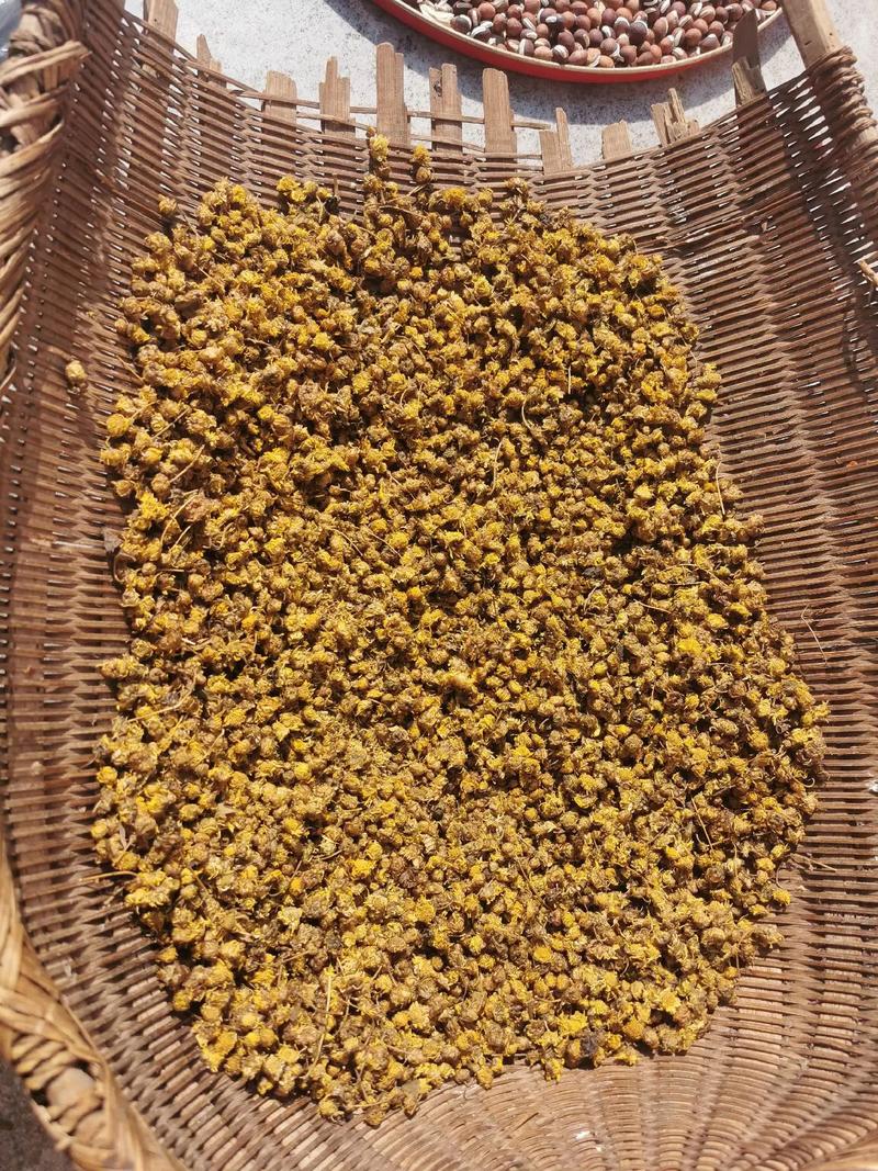 野菊花怎么晾晒?从花期养护到干花制作全攻略 盆栽/地栽选择决策