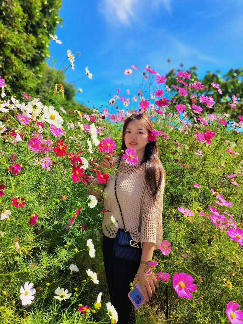 格桑花的花语与寓意