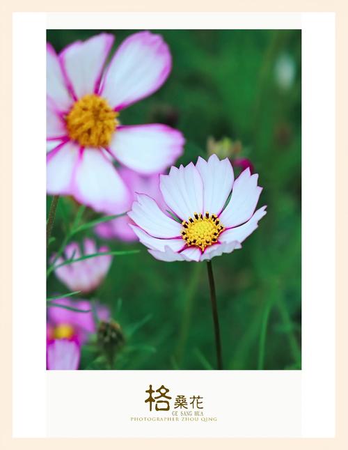 真正的格桑花是谁？