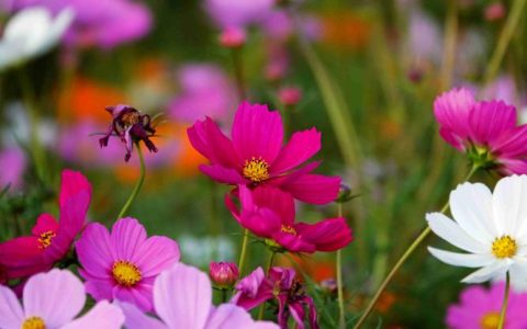什么的格桑花？——高原上的幸福花语与栽种指南