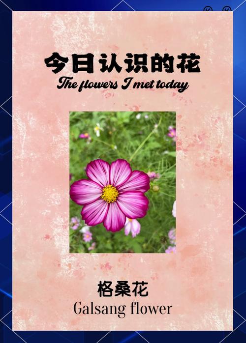 格桑花：心底的一片高原