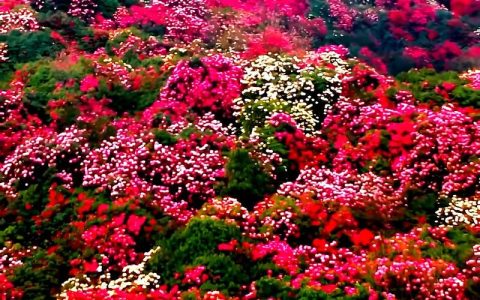 贵州百里杜鹃8月有花吗？——揭开盛夏杜鹃花海的真相