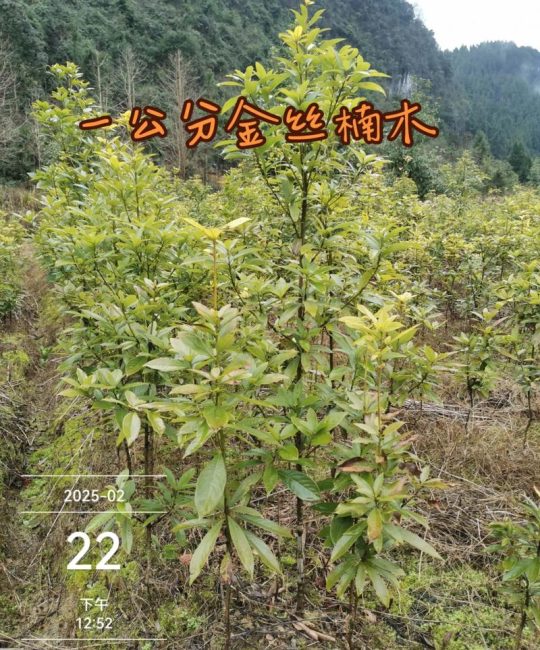 金丝楠木现在的市场价是多少？规格、产地、木材状态影响报价