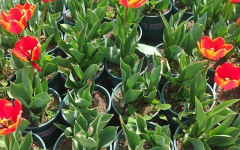 宿根草花哪里好？多年生花园的五大核心优势解析