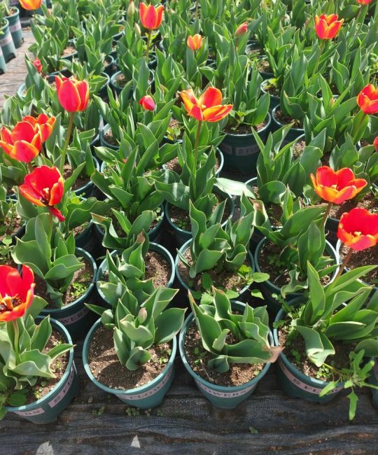 宿根草花哪里好？多年生花园的五大核心优势解析