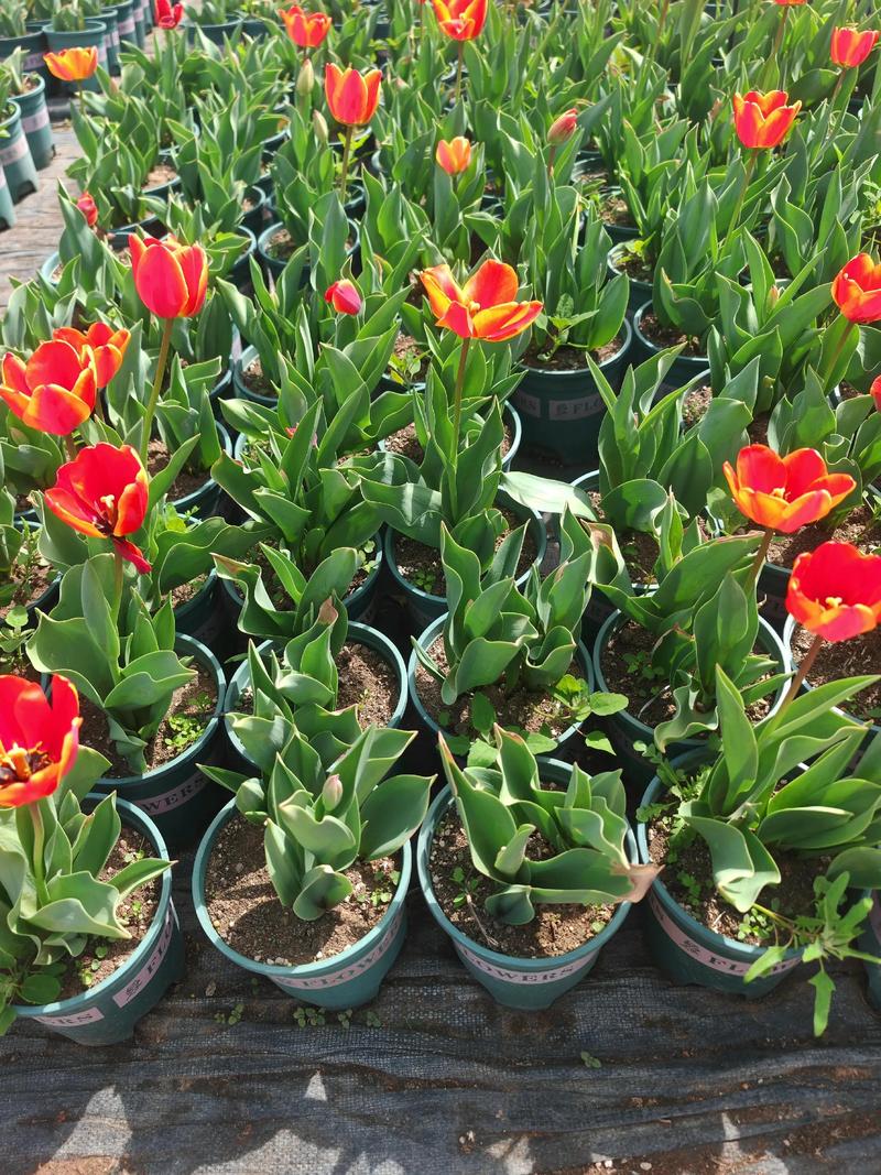 宿根草花哪里好?多年生花园的五大核心优势解析 宿根草花哪里好?一次种植,多年受益的花园智慧