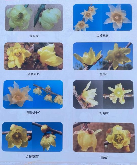 梅花属于什么档次？从文化象征与观赏价值解读其高贵地位
