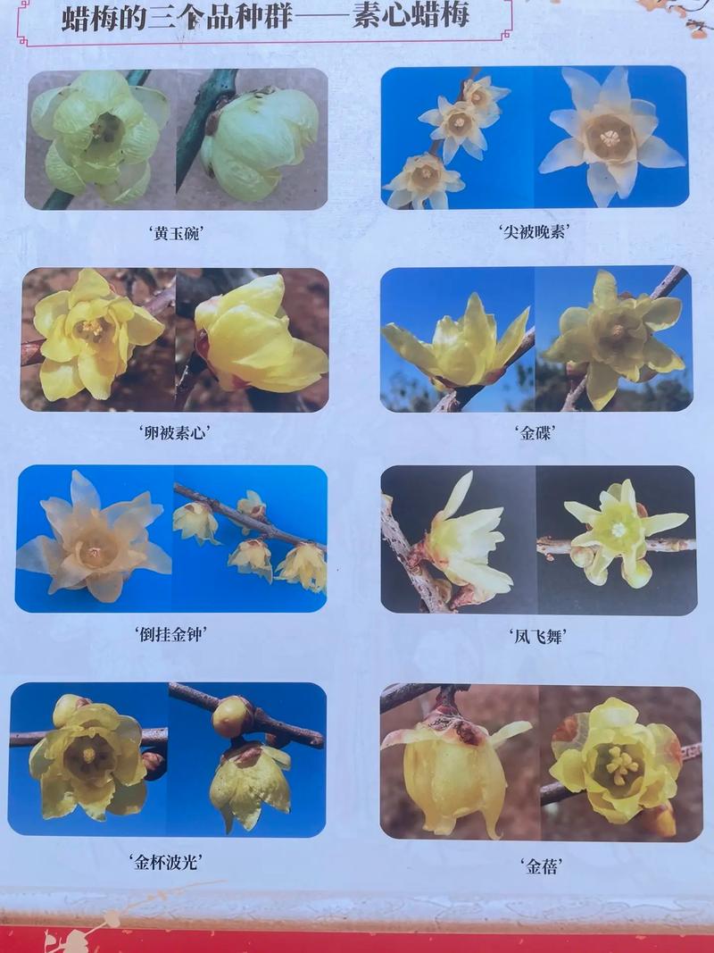 梅花属于什么档次？从文化象征与观赏价值解读其高贵地位
