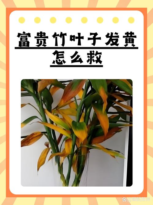 富贵竹怎么养才不会黄叶？6步养护指南让叶片四季常青