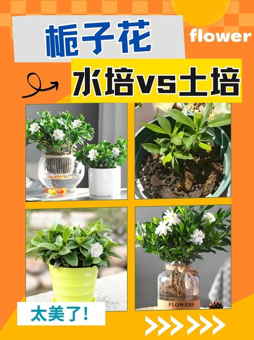 从浇水到换盆:六个步骤帮你养好栀子花 越冬与越夏:冬天保暖防冻,夏天通风降温