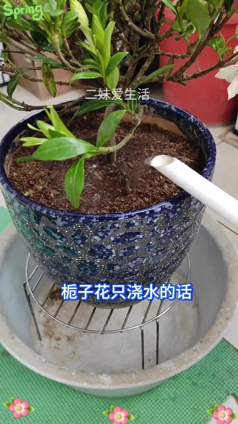 从浇水到换盆:六个步骤帮你养好栀子花 换盆与土壤:每年换一次盆,土壤疏松微酸