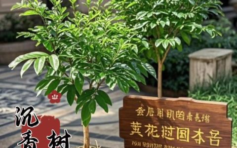 沉香苗哪个品种好？白木香与奇楠六大维度深度对比，助你快速决策