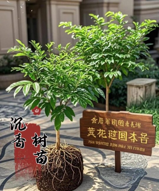沉香苗哪个品种好？白木香与奇楠六大维度深度对比，助你快速决策