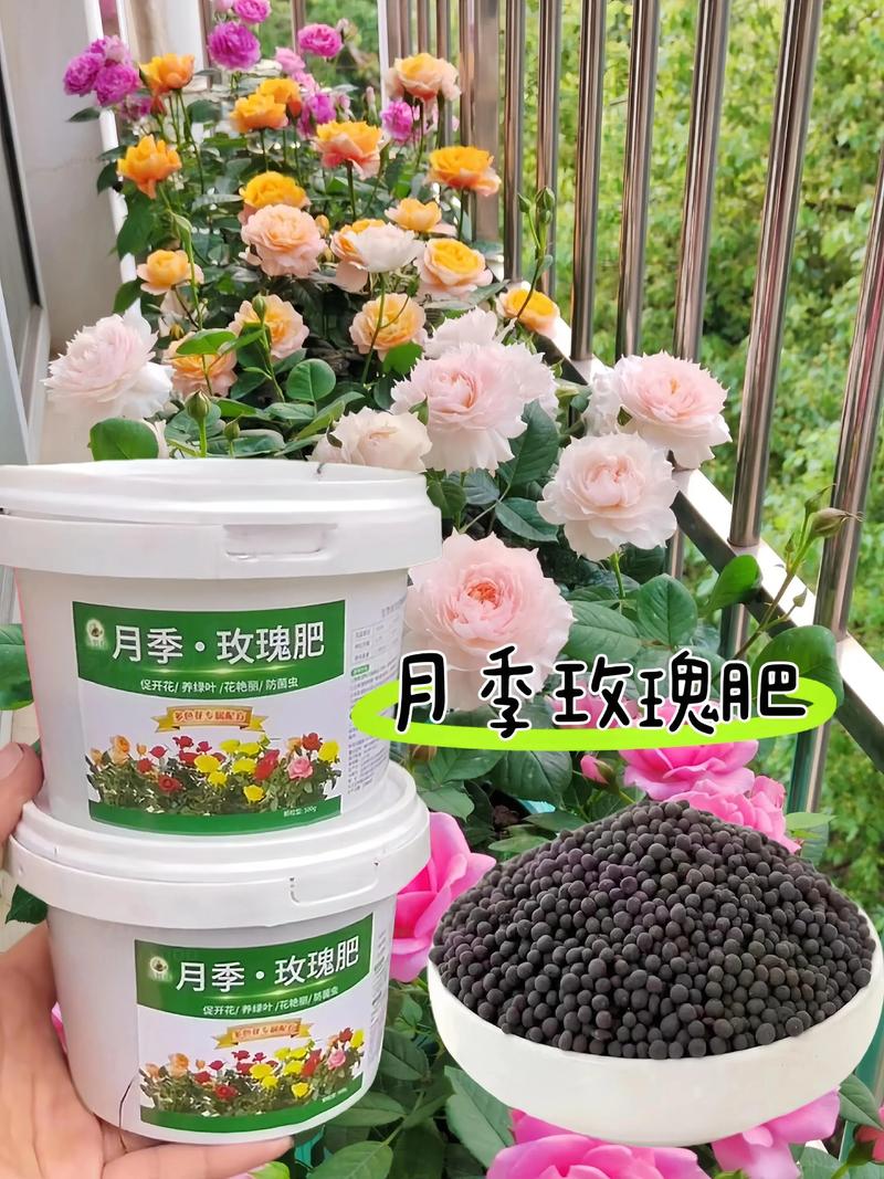 月季壮根用什么肥料好?——从根系到花量的精准施肥指南 常见误区与纠正