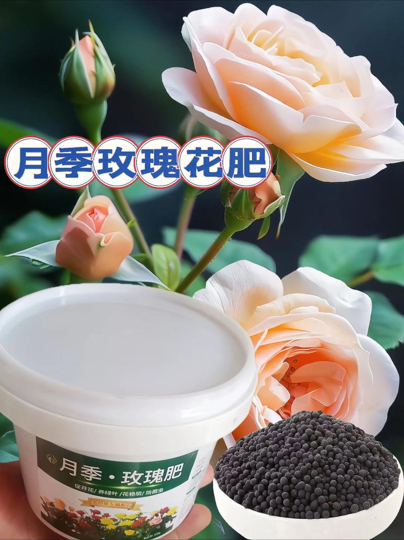 月季壮根用什么肥料好?——从根系到花量的精准施肥指南 常见问题FAQ