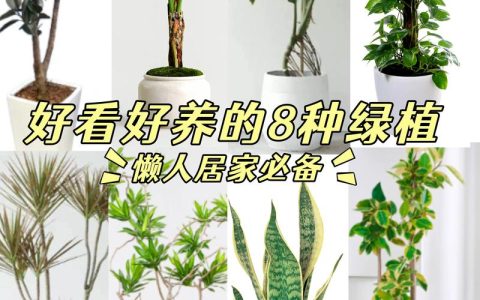 8月适合种什么树？这份夏季种植指南请收好