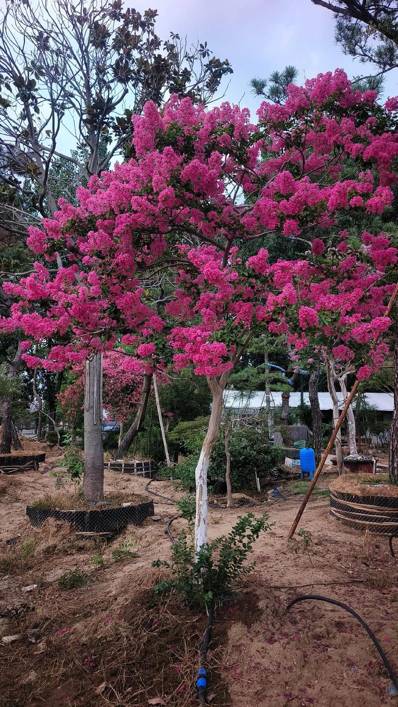 8月适合种什么树?这份夏季种植指南请收好 二、种植操作指南(通用步骤)